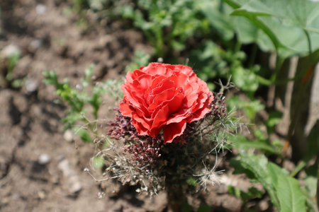 Beautiful red rose in the garden on a background of green leavesの写真素材