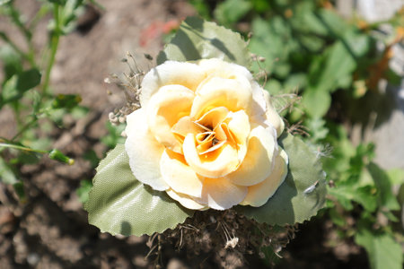 Beautiful yellow rose in the garden, closeup of photo.の写真素材