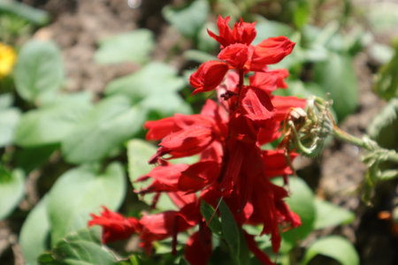 Salvia officinalis is a species of flowering plant in the salvia family.の写真素材