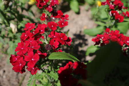 Red flowers of phlox paniculata in the garden.の写真素材