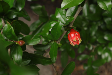 Pomegranate fruit on tree in the garden with green leavesの写真素材