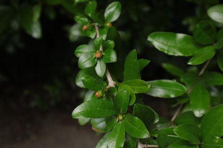 Close up of green leaves with small red fruits in the garden.の写真素材
