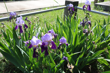 Purple iris flowers on the flowerbed in the garden.の写真素材