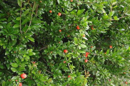 Pomegranate tree with red fruits in the garden. Selective focus.の写真素材