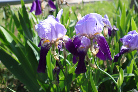 Purple iris flowers in the garden on a sunny day.の写真素材