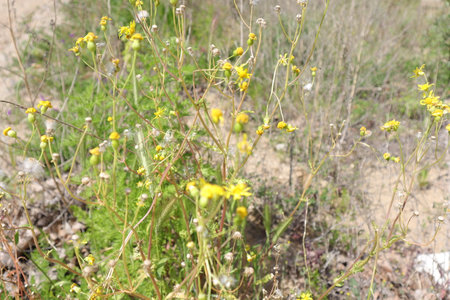 Wildflowers in the desert of Israel. Wildflowers.の写真素材