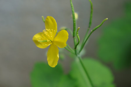 Celandine flower, close-up of celandine flowerの写真素材