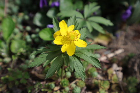 Anemone ranunculoides in the spring forest.の写真素材