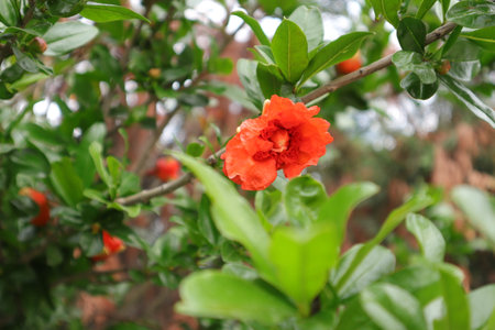 Red pomegranate flower on tree in the garden, Thailand.の写真素材