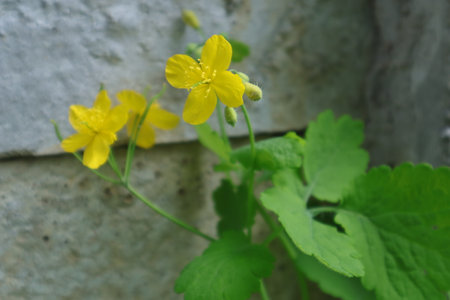 Celandine, Celandine (Chelidonium majus)の写真素材