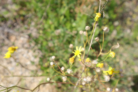 Yellow flowers on a background of green grass. Close-up.の写真素材