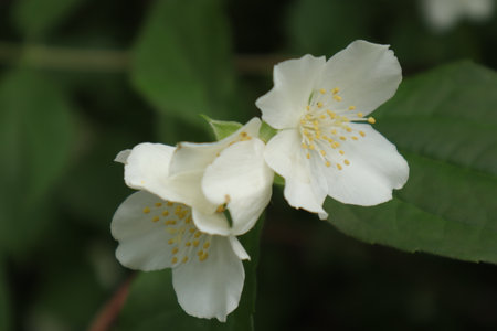 White flowers of jasmine. The branch delicate spring flowers.の写真素材