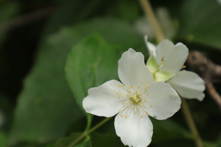 Philadelphus jasminoides is a species of flowering plant in the family Philadelphaceae. It is native to tropical regions of the Caribbean.の写真素材