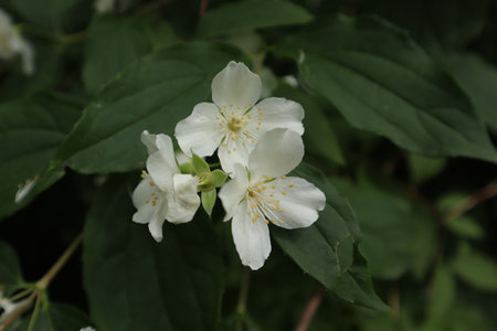 White flowers of jasmine - Latin name - Philadelphusの写真素材