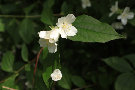 Jasmine. The branch delicate spring flowers. Jasmine is an evergreen shrub or small tree that bears fragrant flowers.の写真素材