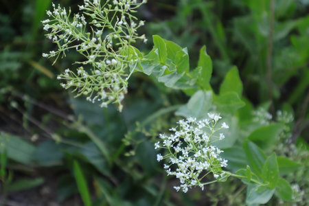 white flowers of buckwheat on a background of green leaves.の写真素材