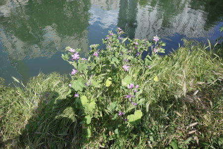 Flowering mallow on the bank of the river, Russiaの写真素材