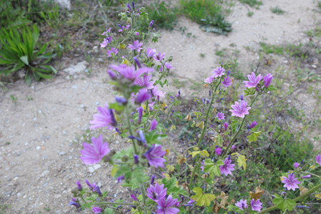 Malva sylvestris, common mallow, Malva sylvestrisの写真素材