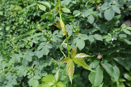 Leaves of wild rose (Rosa canina) in springの写真素材