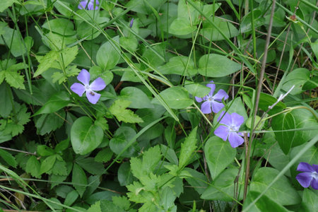 Vinca minor, Periwinkle, Vinca minorの写真素材
