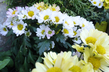 White and yellow chrysanthemums in a flowerbed.の写真素材