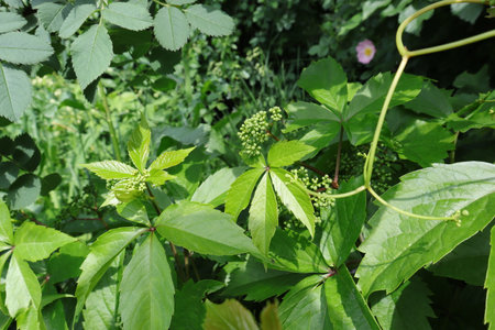 Green leaves and flowers of wild grapes in the garden on a sunny summer dayの写真素材