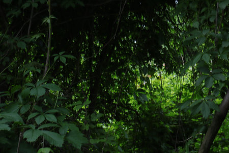 Green leaves in the forest. Natural green background. Selective focus.の写真素材