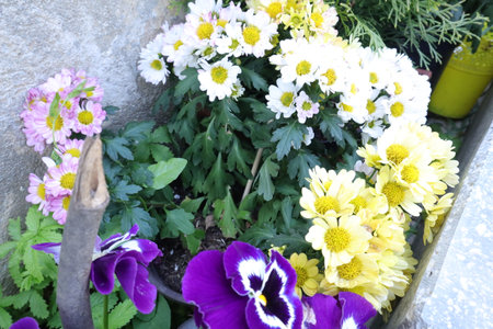 Chrysanthemums and pansies in a pot on the streetの写真素材