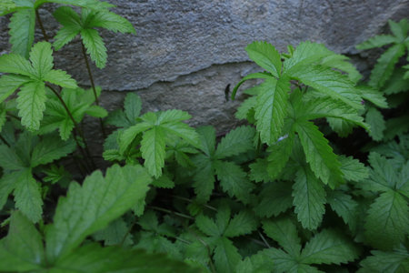 Green leaves of wild plants in the forest, close-up.の写真素材