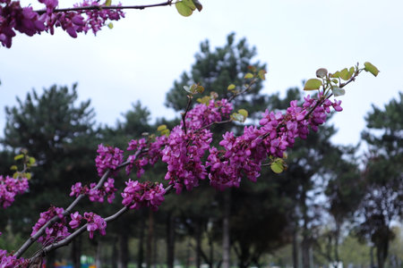 Cercis siliquastrum flowers in full bloom in springの写真素材