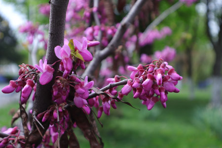 Cercis siliquastrum or redbud tree in the gardenの写真素材