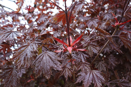 Red leaves of a maple tree in the autumn. Close-up.の写真素材