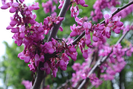 Cercis siliquastrumduous shrub with purple flowersの写真素材