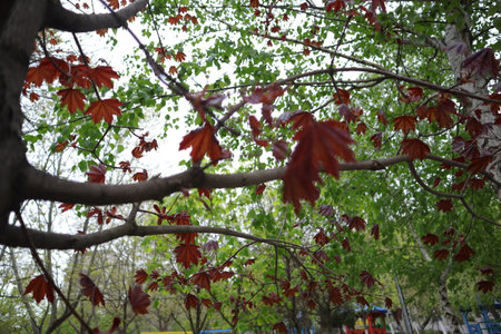 Maple leaves on the tree in the park in autumn season.の写真素材