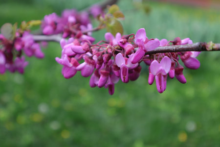 Purple flowers of Cercis siliquastrum in springの写真素材