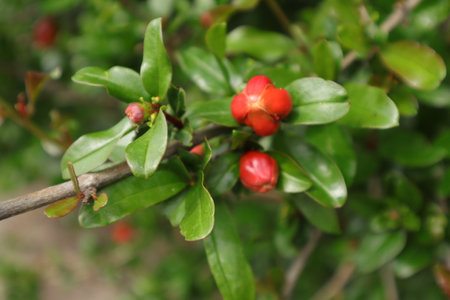 Pomegranate tree branch with red fruits and green leaves.の写真素材