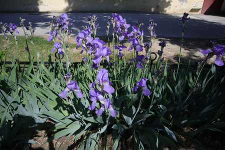 Purple iris flowers in bloom in a garden in springtimeの写真素材