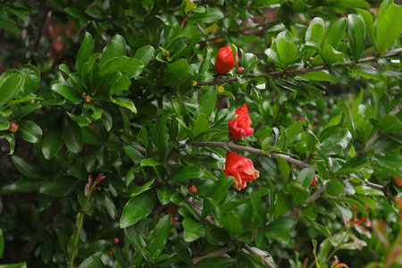Pomegranate tree in the garden, closeup of photoの写真素材