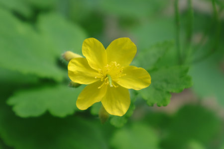 Yellow flower of celandine (Chelidonium majus)の写真素材