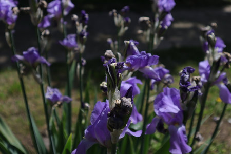Purple iris blooming in the garden, close-up