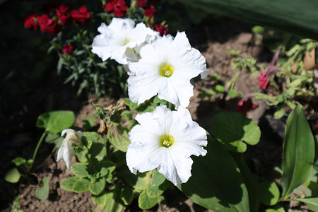 Beautiful white petunia flowers blooming in the garden in springの写真素材