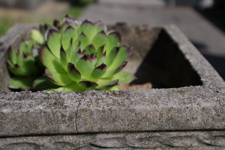 Succulent plant in a cement pot, closeup of photoの写真素材