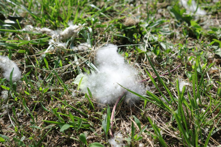 Cotton wool on the green grass. Close-up. Selective focus.の写真素材