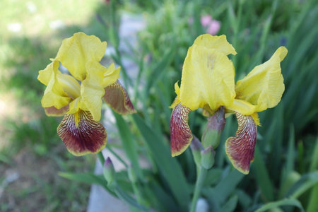 Iris is a genus of flowering plants in the iris family.の写真素材
