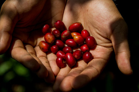 Red coffee beans on a branch of coffee tree at Mount Puntang West Java