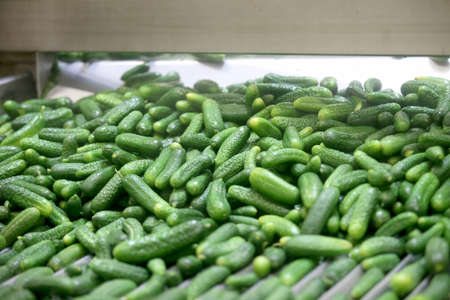 Factory, Cucumber Vacuum Line, Conveyor. Dating in Lithuania, Kedainiai. Vikondaの写真素材
