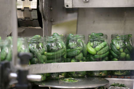 Factory, Cucumber Vacuum Line, Conveyor. Dating in Lithuania, Kedainiai. Vikonda