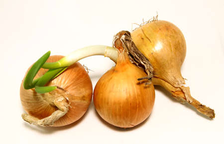Three bulbs are isolated on a white background. Spring vitaminsの写真素材