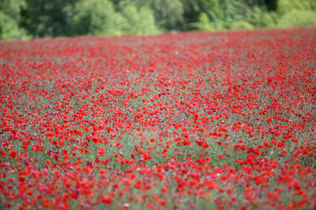 a lot of red poppies at the field in spring