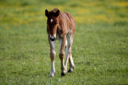 Portrait Of Brown Foal Young Horse.